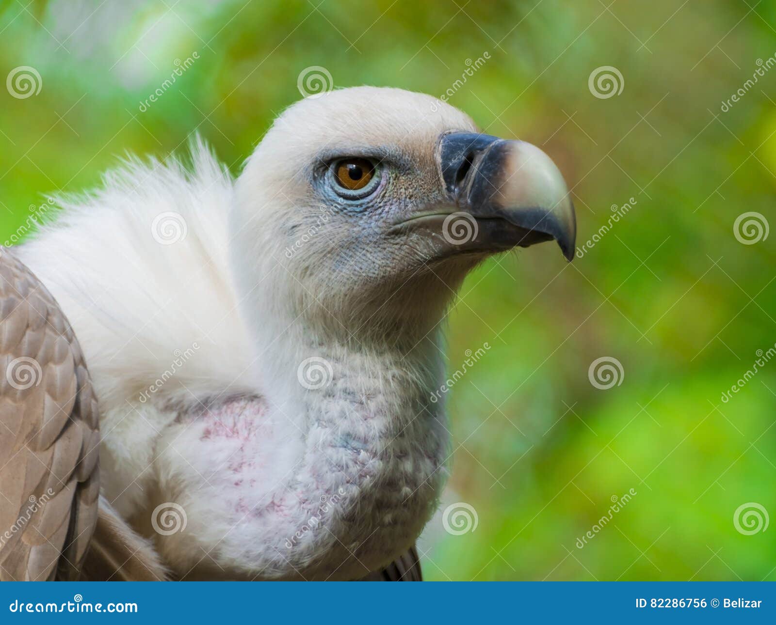 Griffon vulture head stock photo. Image of gyps, portrait - 82286756