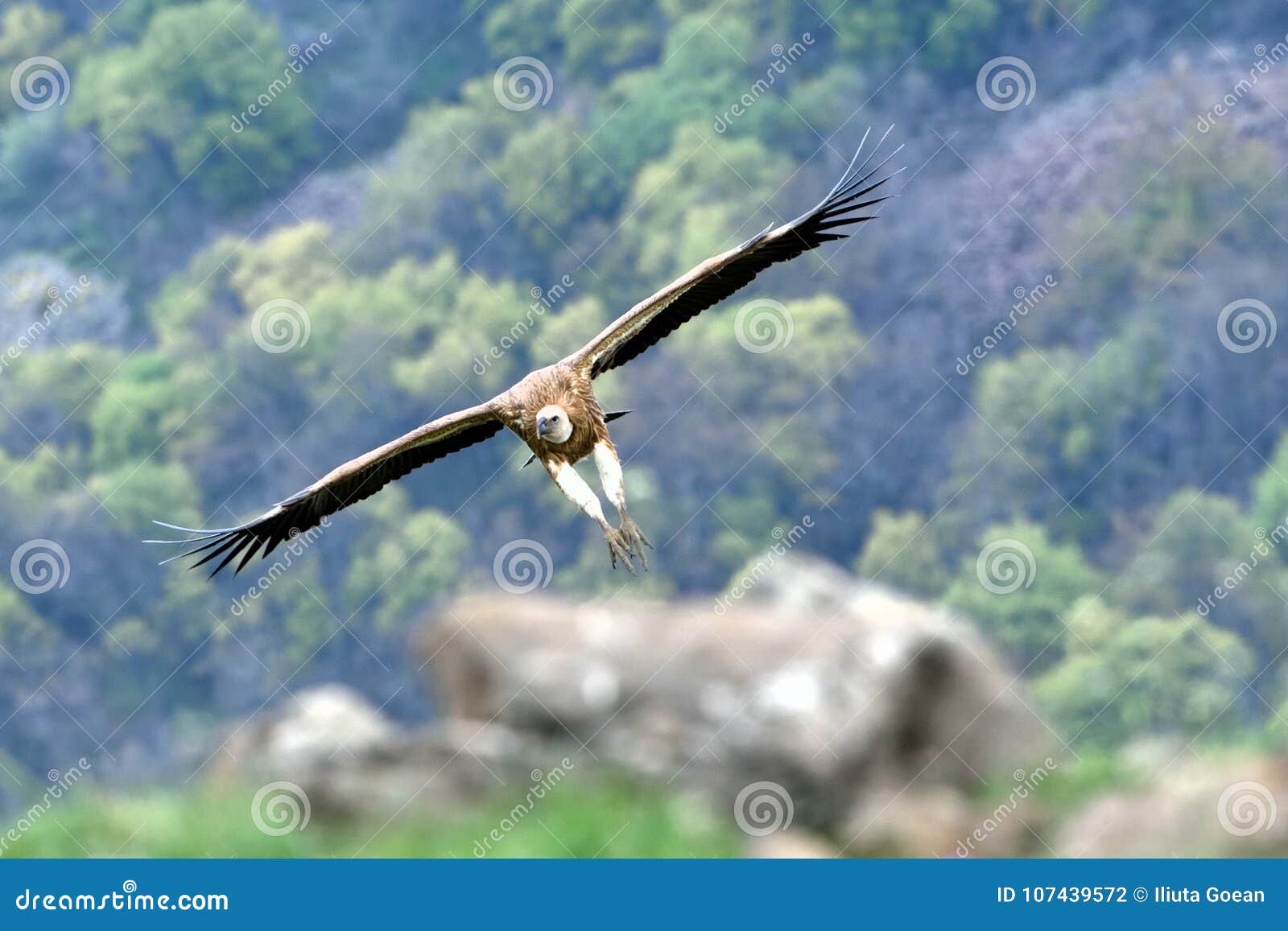 Griffon Vulture Im Flug, in Die Berge Stockfoto - Bild von wildnis ...