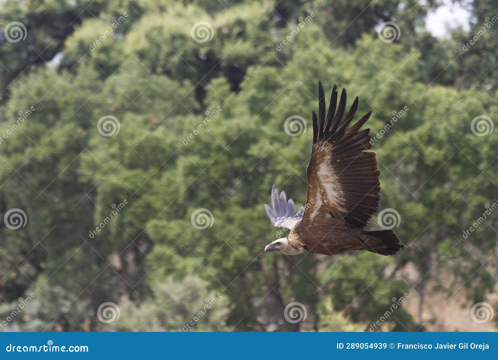 griffon vulture, las arribes del duero natural park, aldeadavila de la ribera