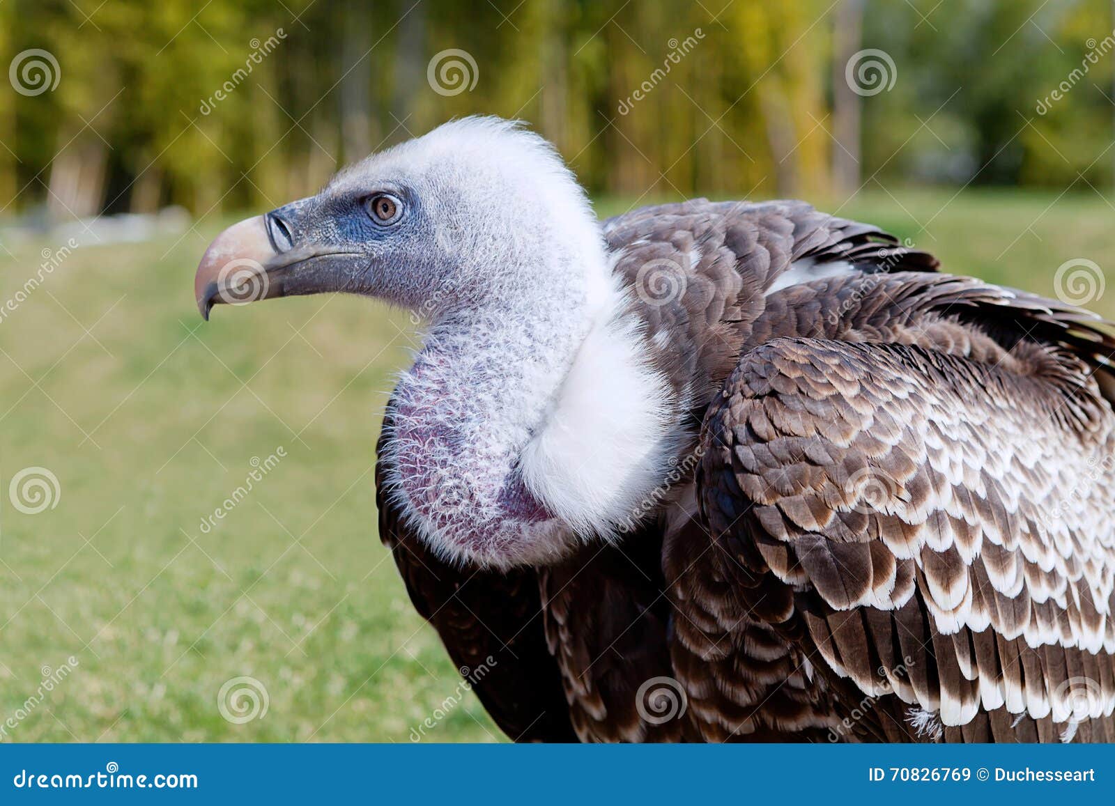Griffon Vulture stock image. Image of grey, griffin, portrait - 70826769