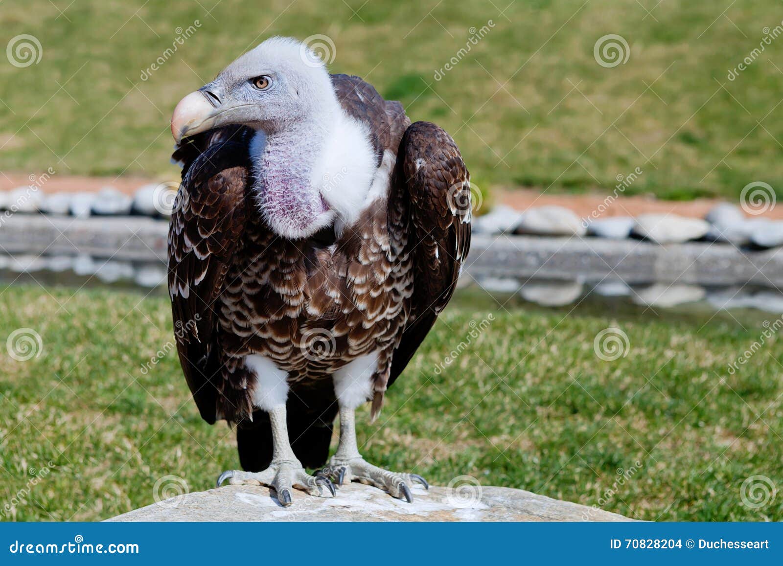 Griffon Vulture stock photo. Image of bird, face, beak - 70828204