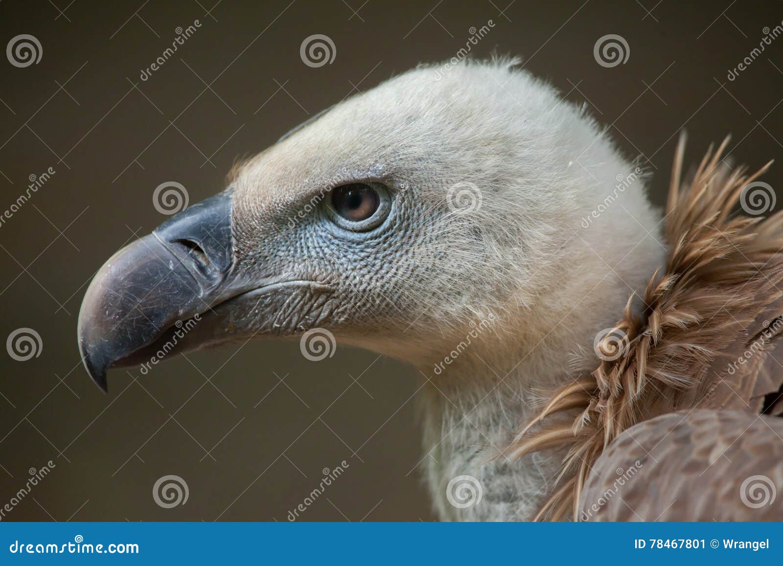 griffon vulture (gyps fulvus).