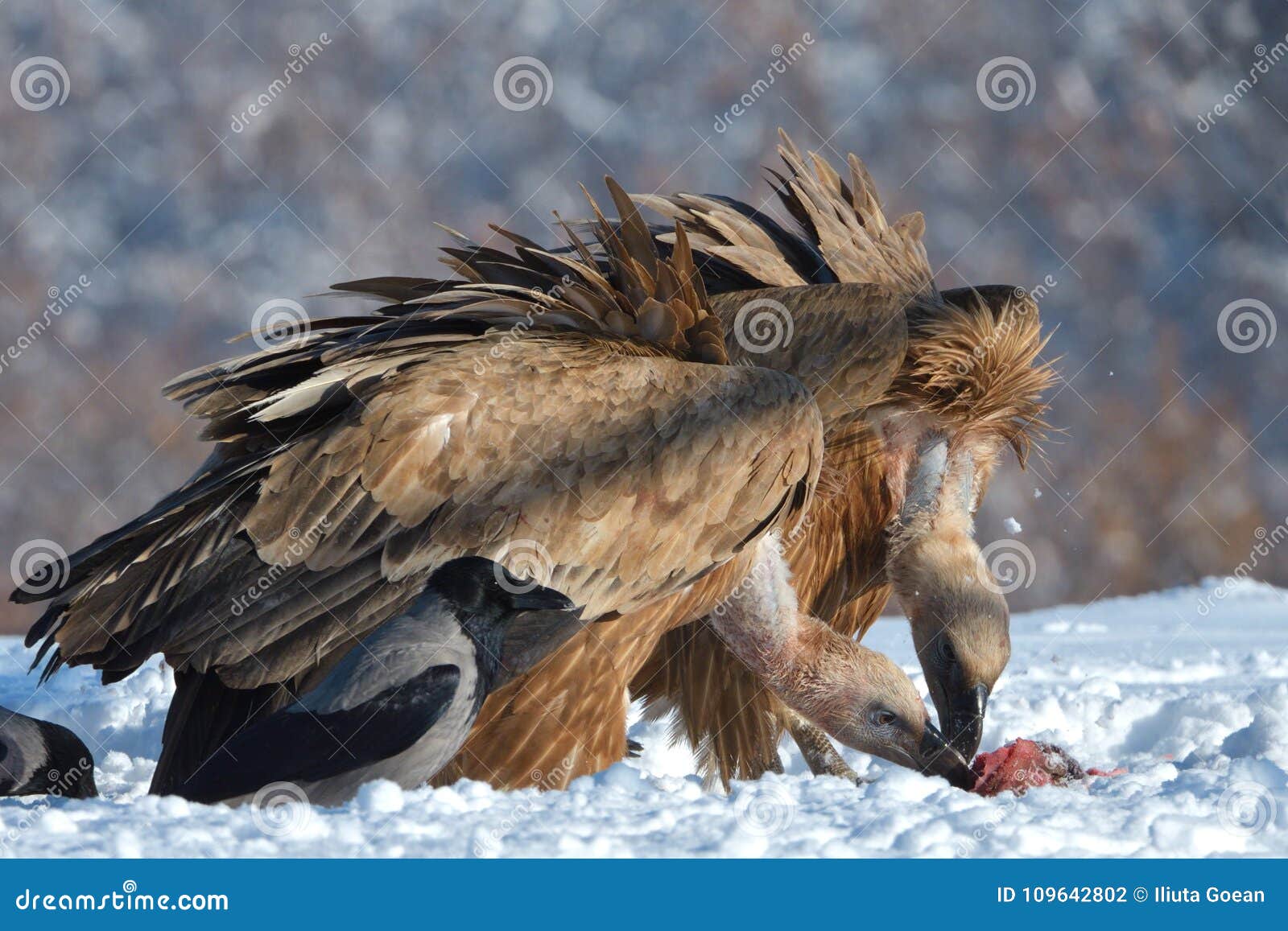 Griffon Vultures Eating in Winter Stock Photo - Image of fulvus, brown ...