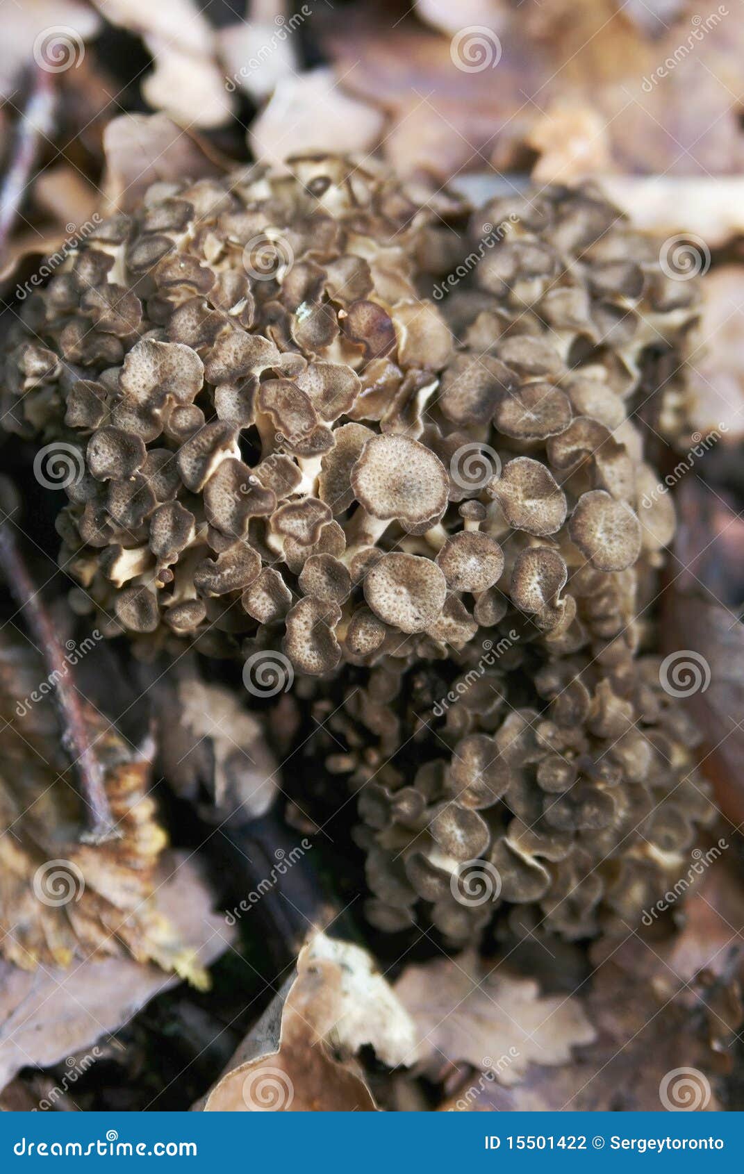 (Grifola frondosa) stock photo. Image of complementary 15501422
