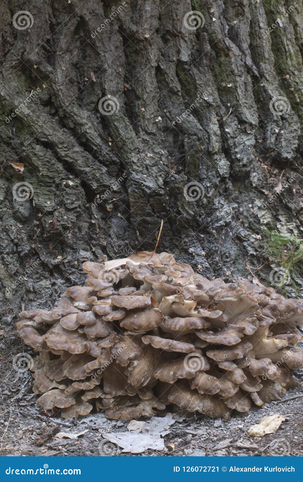 Grifola frondosa，可食的多孔属蘑菇 库存图片. 图片 包括有 小姐, 森林, 真菌, 可食 126072721