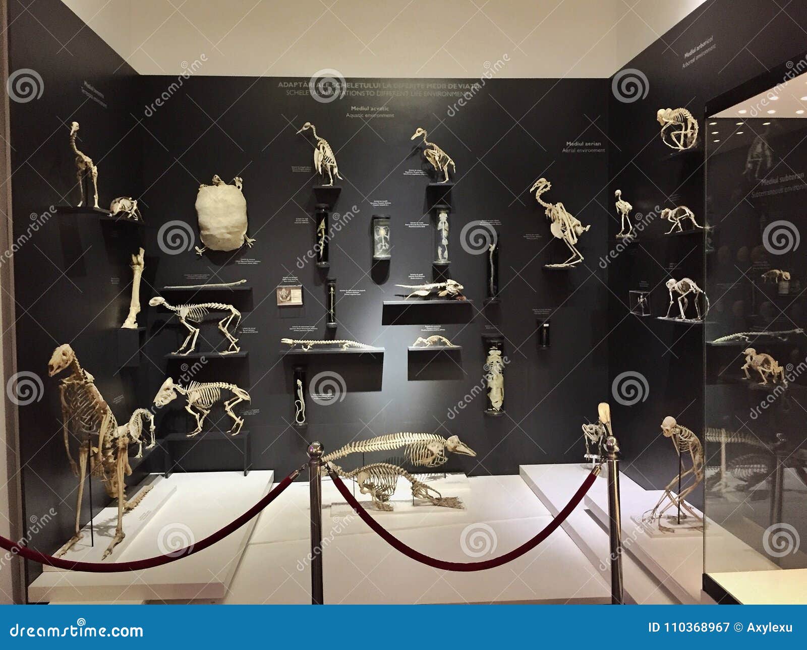 Grigore Antipa Natural History Museum Fotografia Editoriale Immagine
