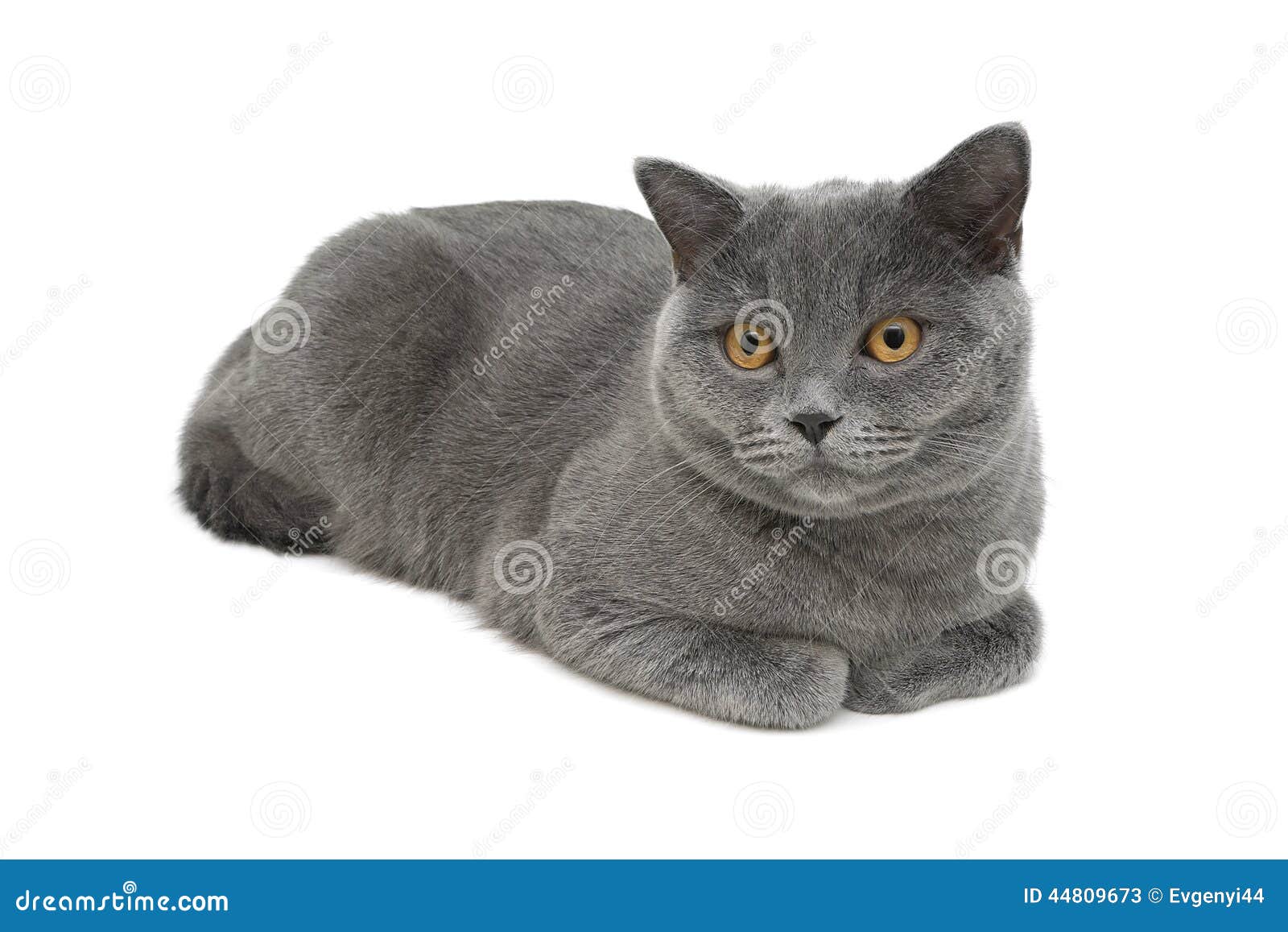Grijs Katten (rassen Schotse Recht) Close-up Op Achtergrond - Image of katachtig, alleen: 44809673