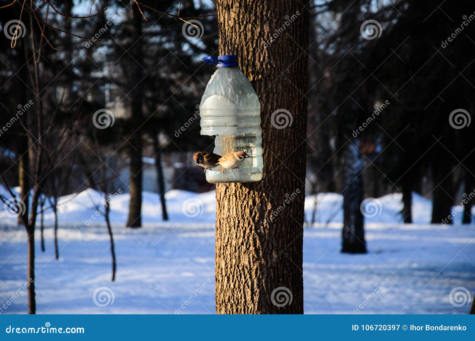 Grijze Mussen Op Een Voeder in Een Park Stock Afbeelding - Image of ...