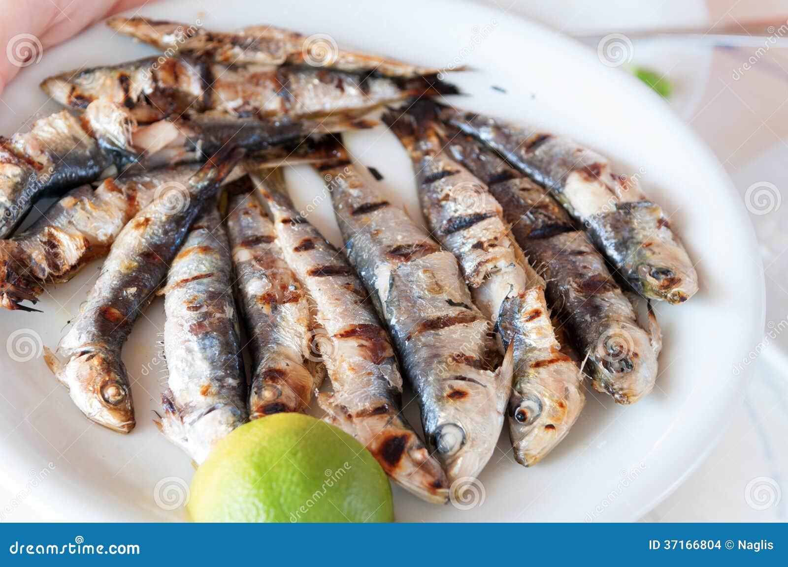 Grilled sardines stock photo. Image of lemon, fried, grilled 37166804