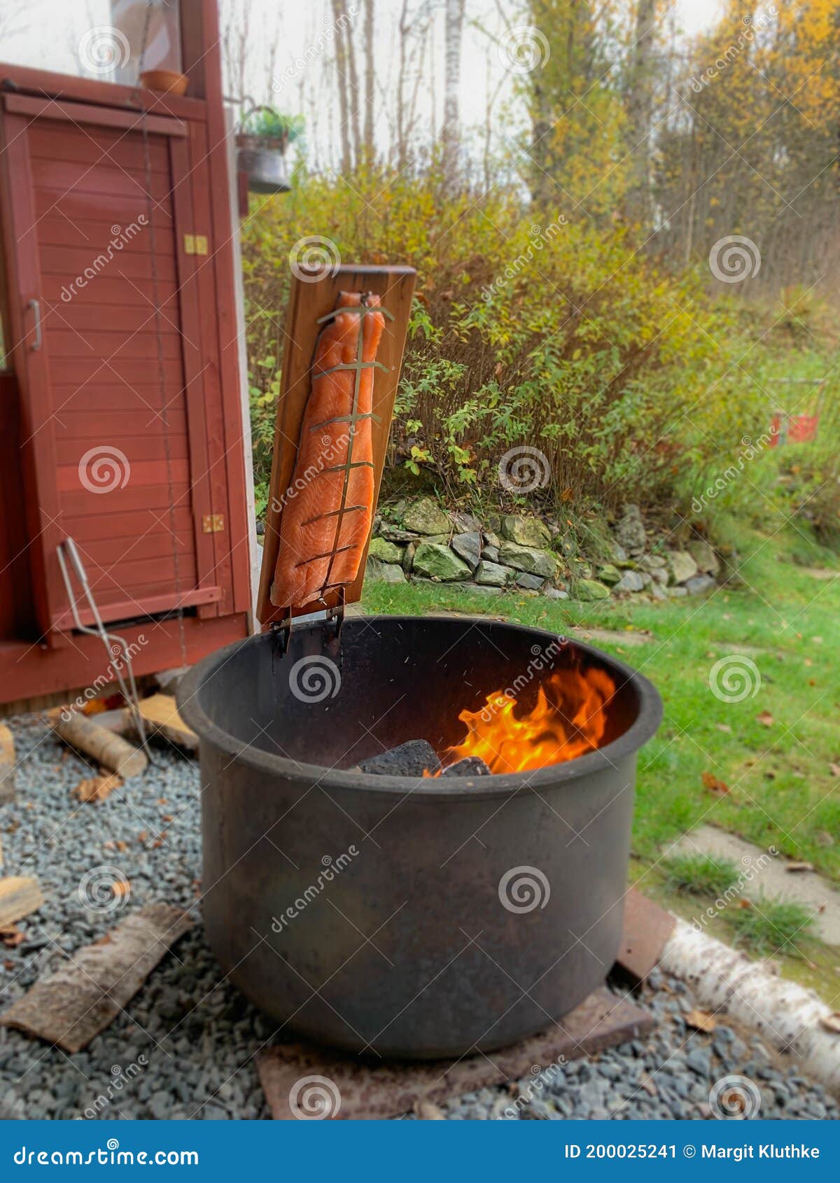 Grilling Salmon on an Open Fire in Sweden Stock Image Image of