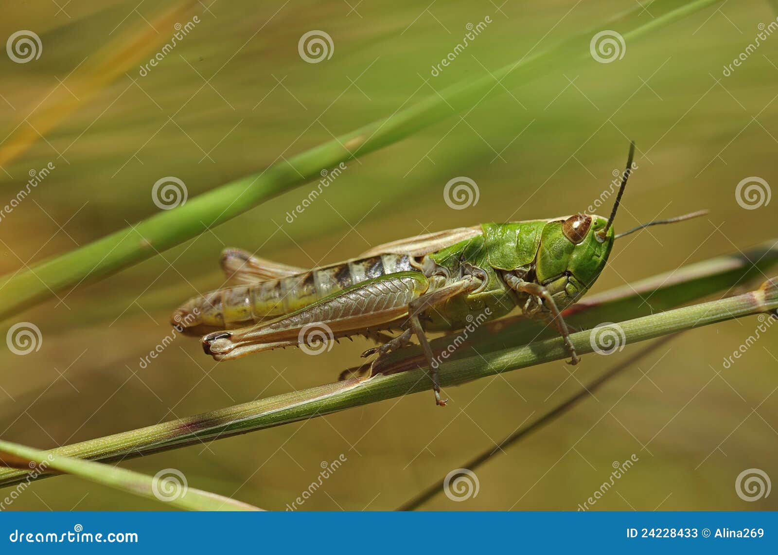 Grillo imagen de archivo. Imagen de insecto, antena, hierba 24228433