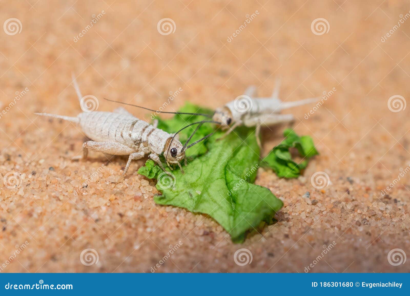 Grillons Vivants En Calcium Blanc Manger Une Feuille De Salade Sur