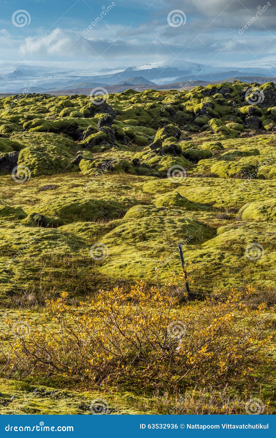 Grindavik在绿色青苔盖用黄色植物前景和雪山背景的冰岛的熔岩荒野库存照片 图片包括有grindavik在绿色青苔盖用黄色植物前景和雪山背景 的冰岛的熔岩荒野