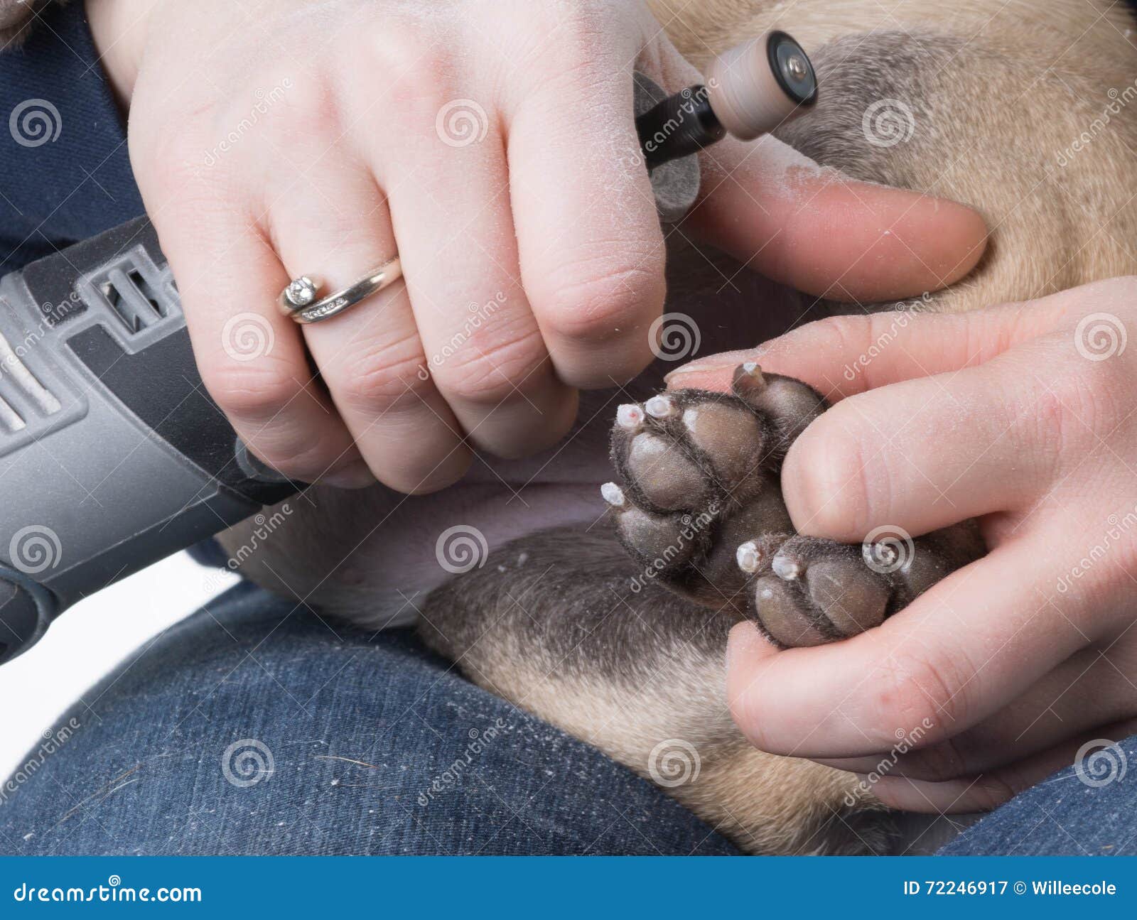 grinding dogs toenails