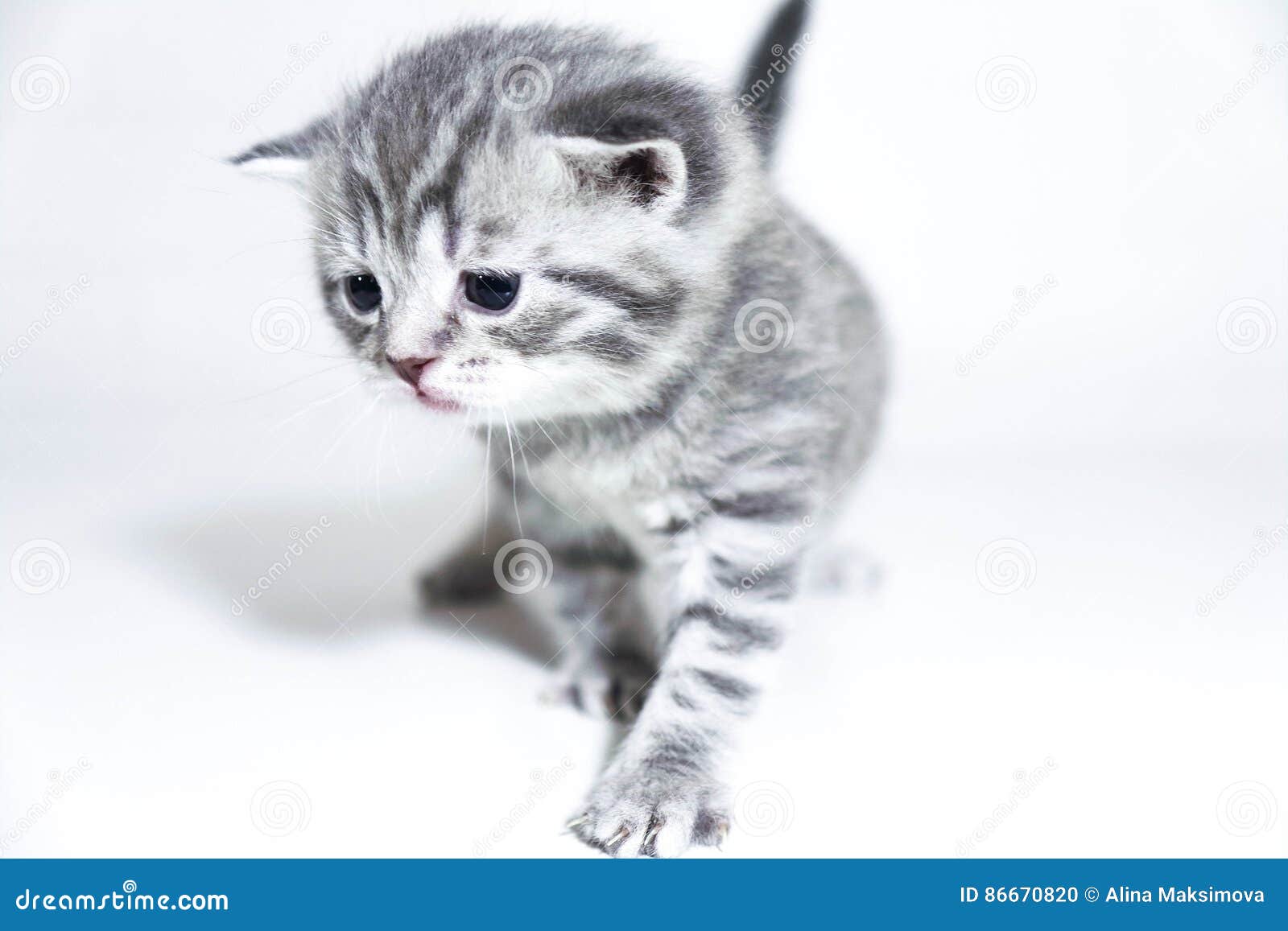 Gris Mignon De Bebe De Chaton Triste Photo Stock Image Du Fond Mammifere