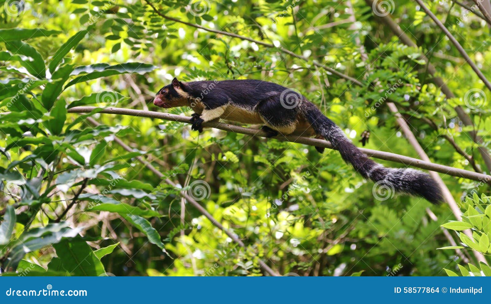 Grizzled Giant Squirrel from Sri Lanka Stock Photo - Image of animal,  macroura: 58577864