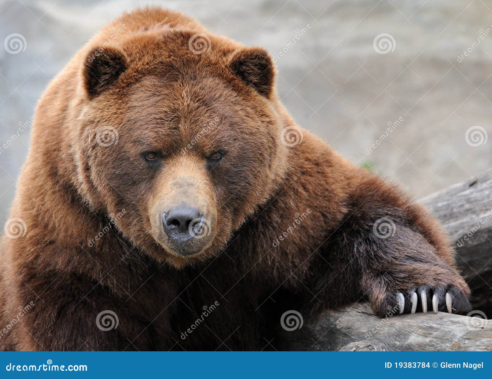 grizzly bear