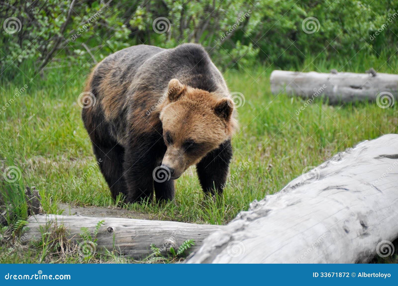 grizzly bear, alaska