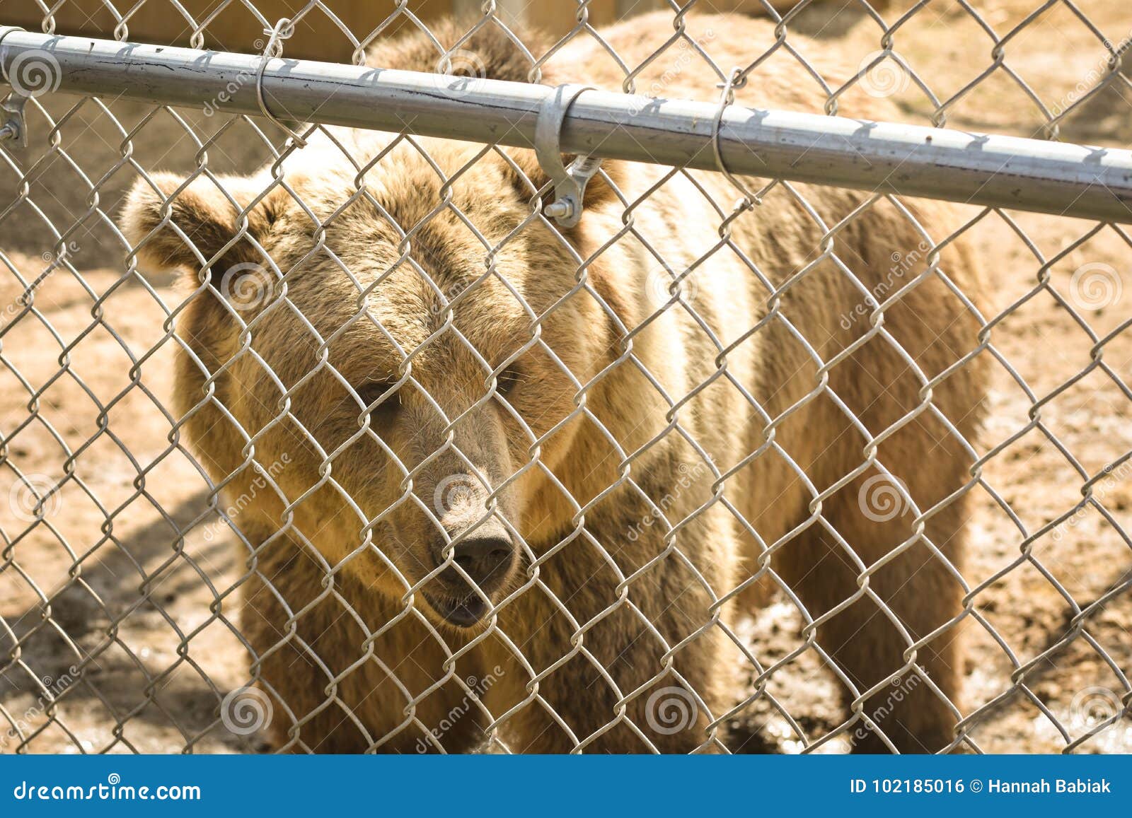 Grizzly Bear Behind a Fence Stock Photo Image of captivity, outside