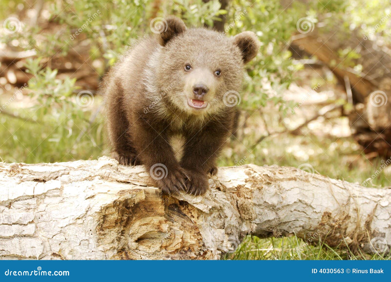 Front view of grizzly bear cub standing on old log with green foliage 