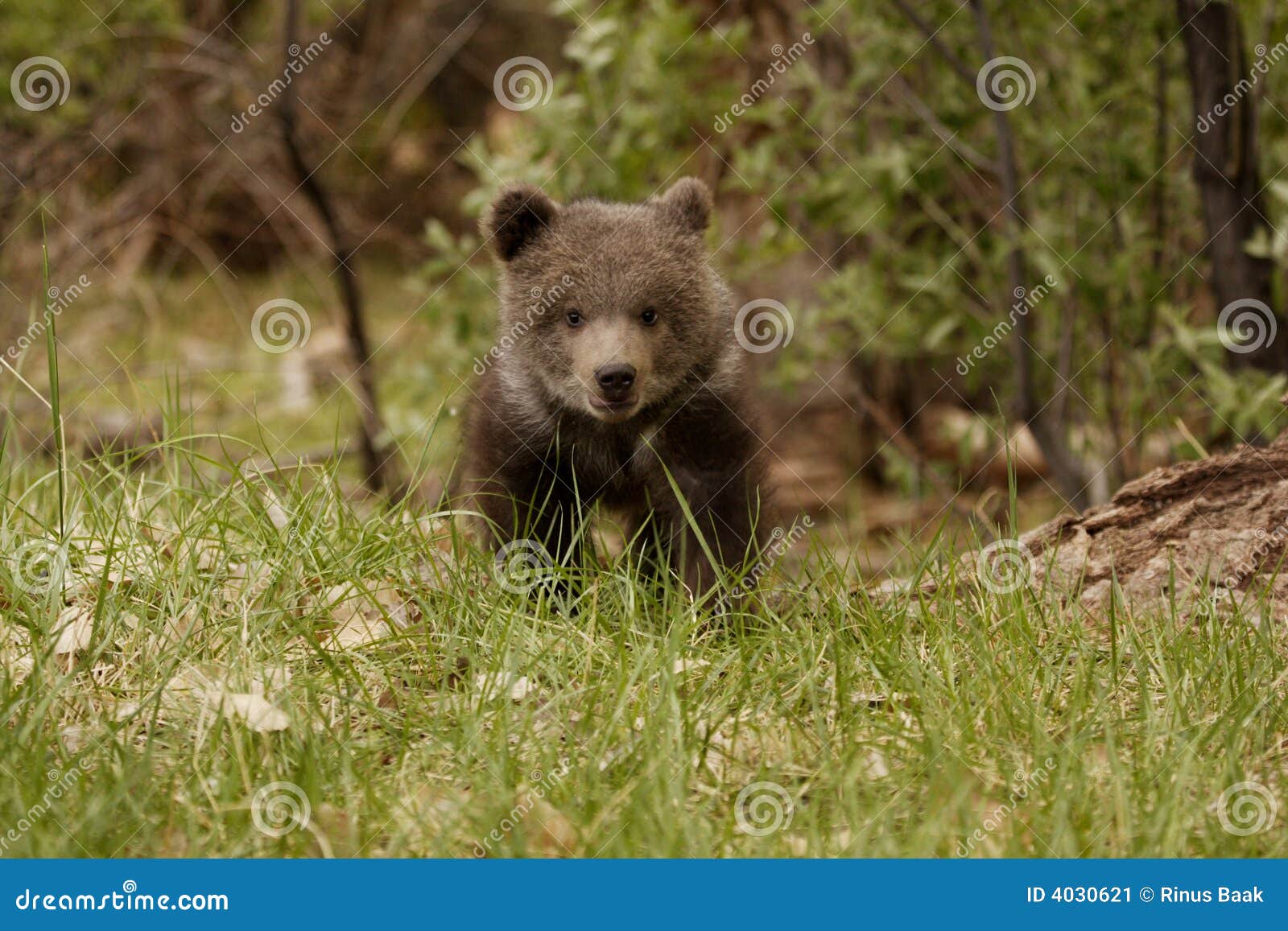 grizzly bear cub