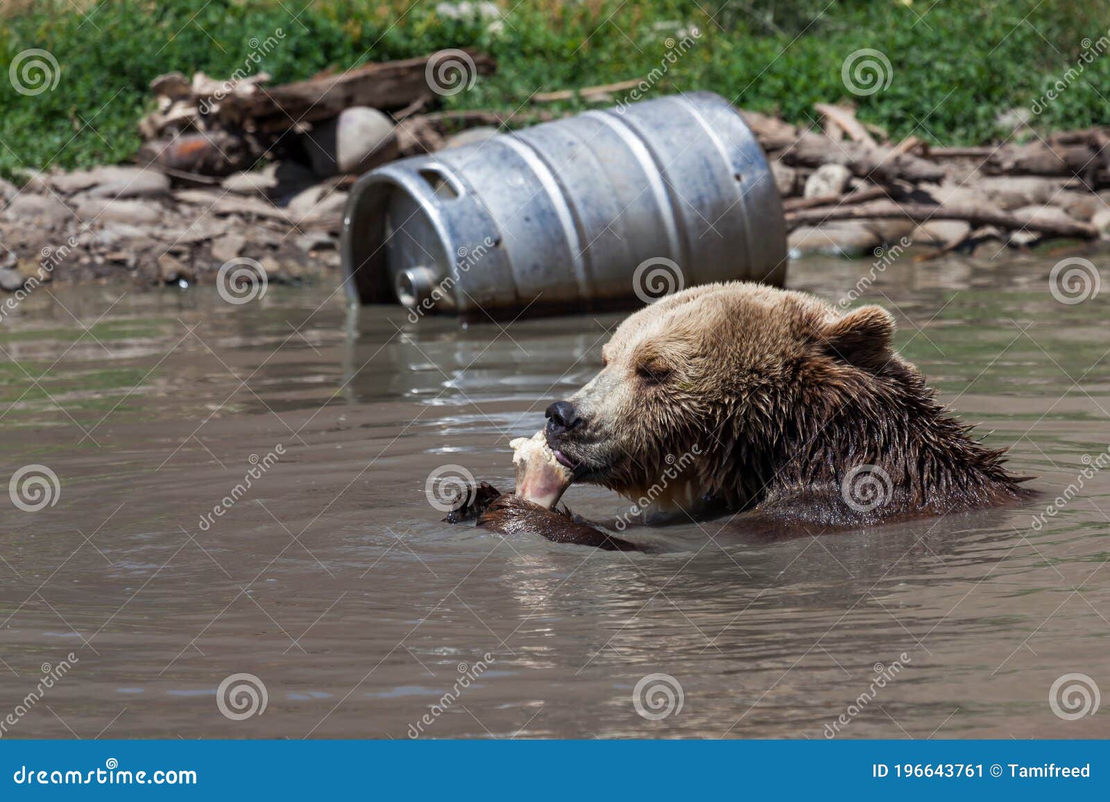 Grizzly Bear Eating in a Pond Stock Image - Image of eating, holding:  196643761