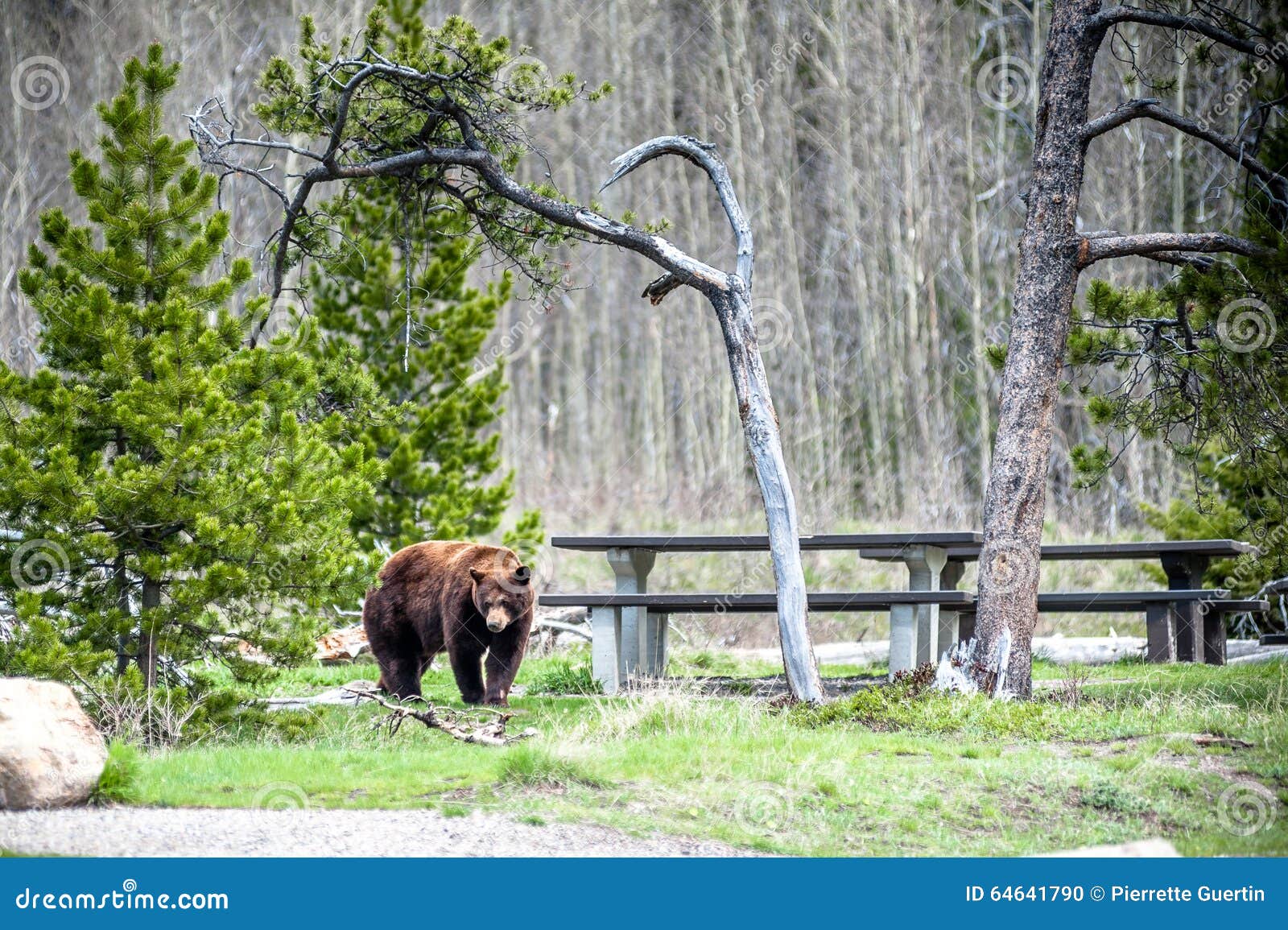 grizzly bear encounter 1
