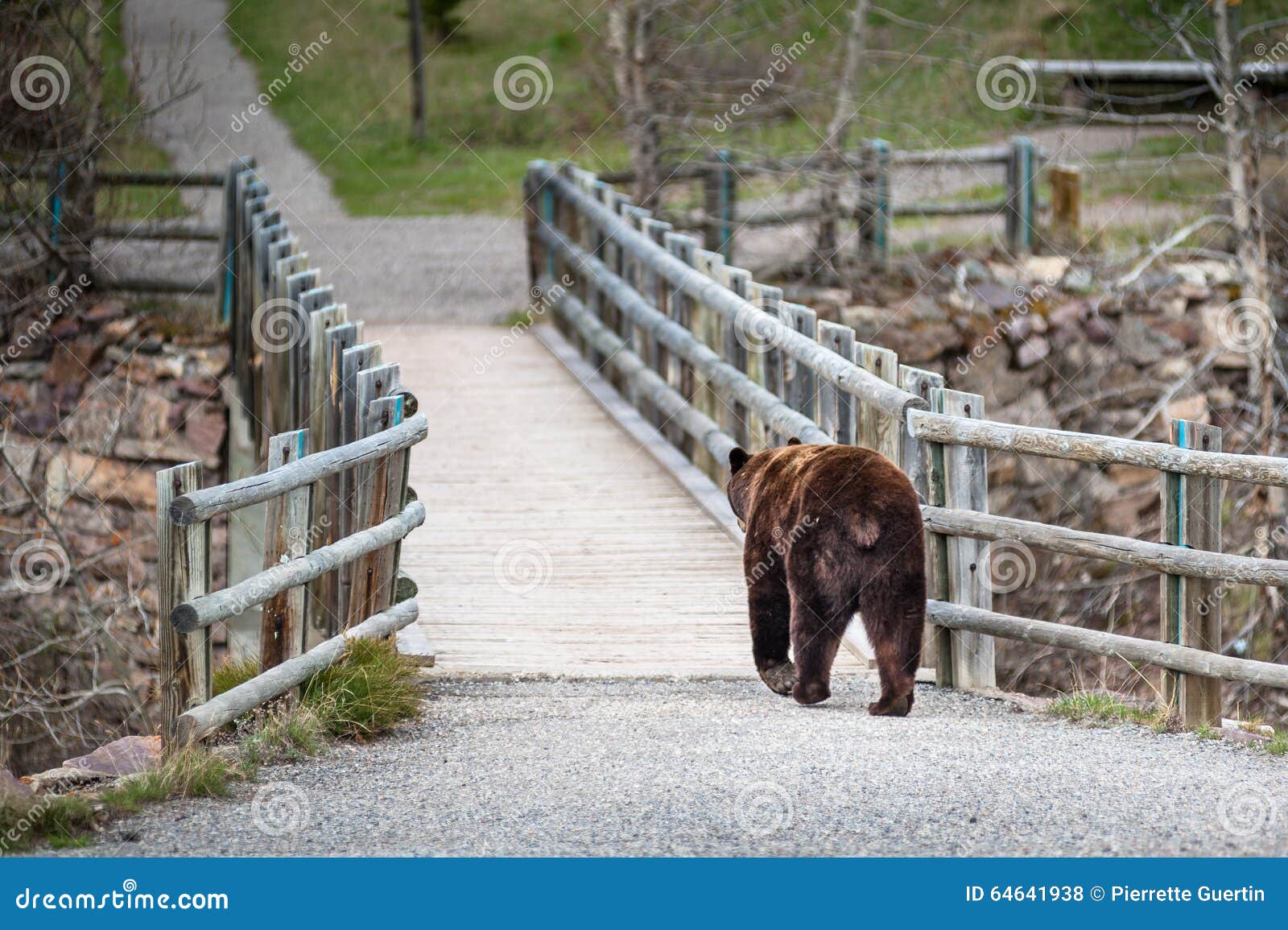 grizzly bear encounter 4