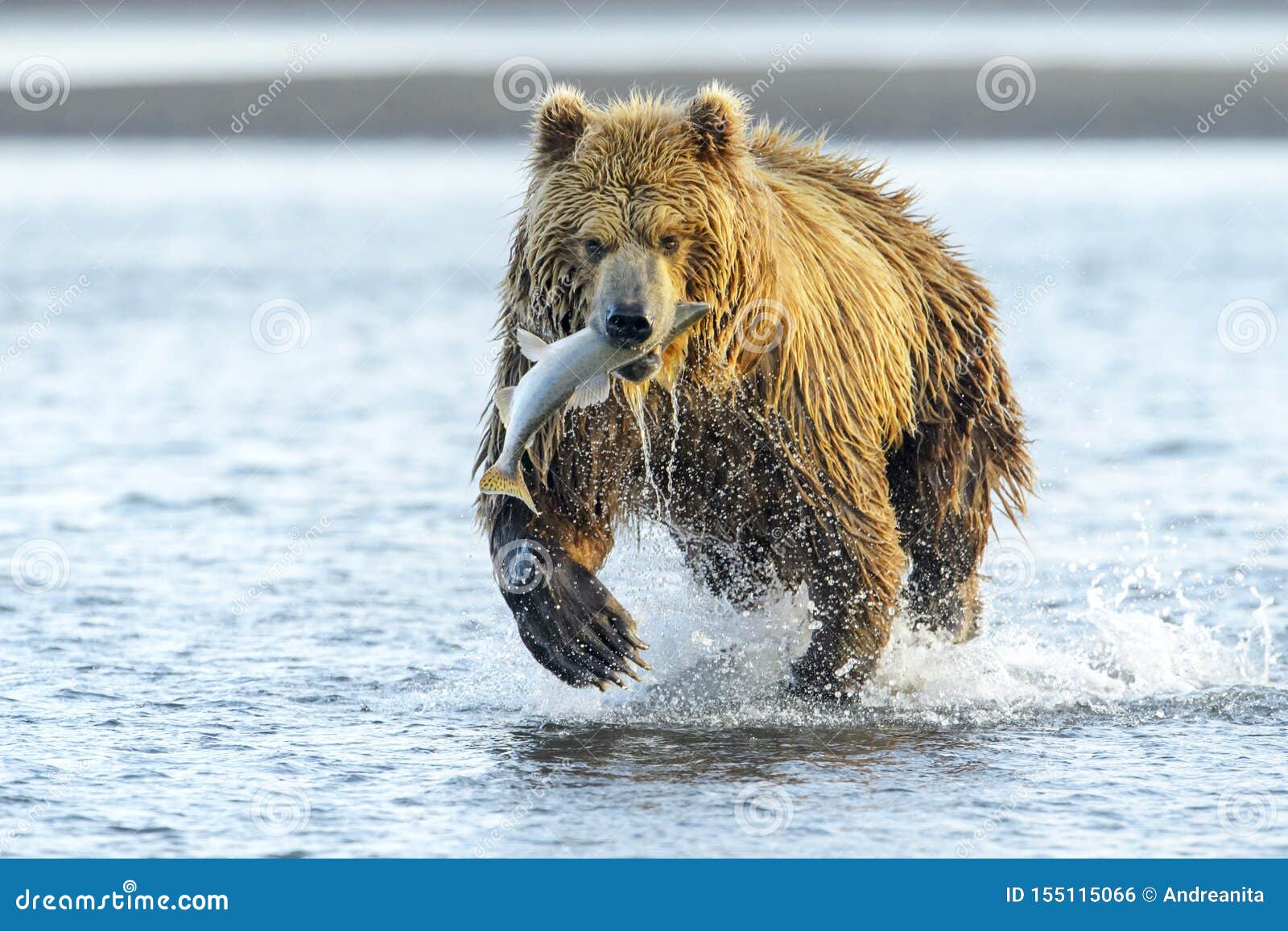 grizzly bear fishing for salmon