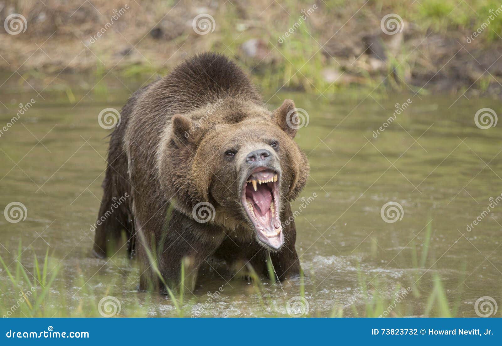 grizzly bear growling close up, head and shoulders.