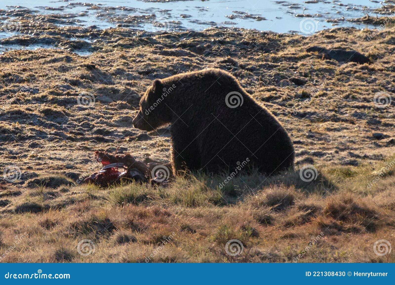 grizzly feeding on elk calf kill next to yellowstone river in the yellowstone naitonal park in wyoming us