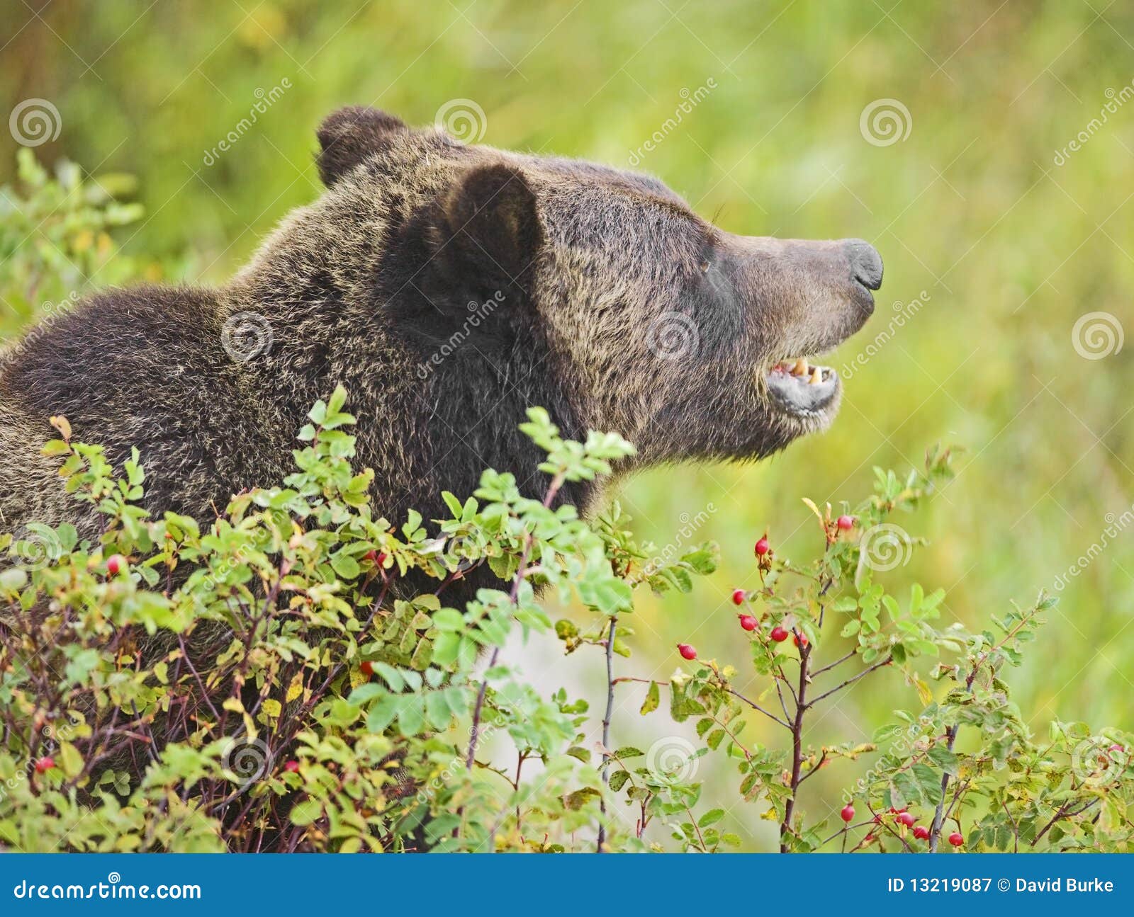 Grizzly Bear Hiding In Rose Bush Royalty Free Stock Photography Image