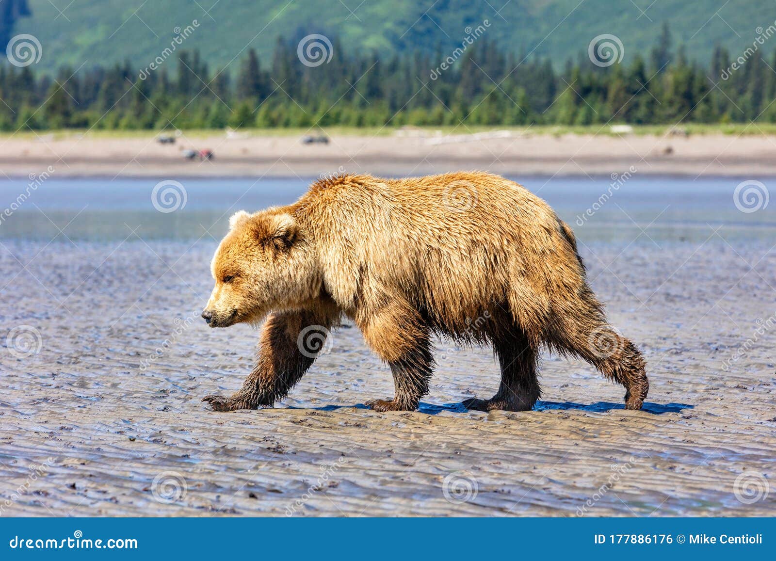 Grizzly Bear Walking on the Beach Stock Photo Image of young, nature