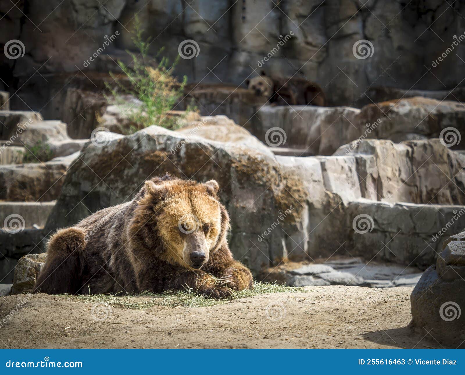 grizzly bear lying on the ground