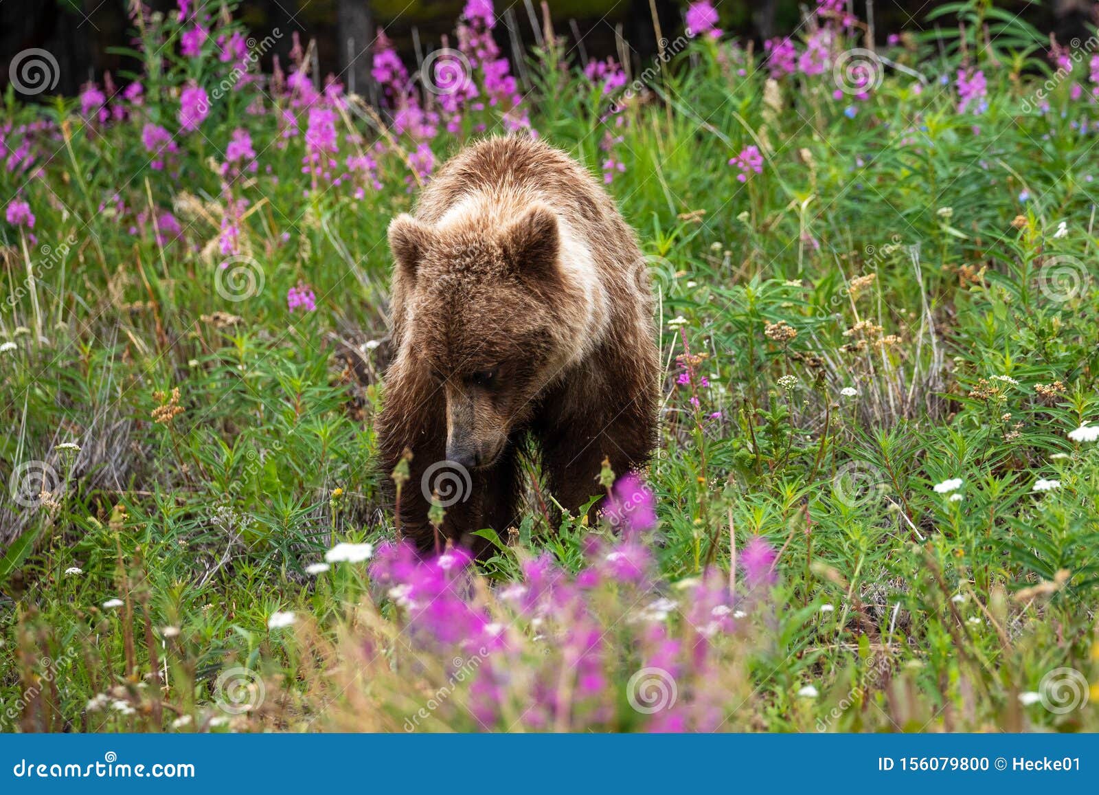 A Grizzly Bear On A Meadow Stock Photo Image Of Wilderness 156079800