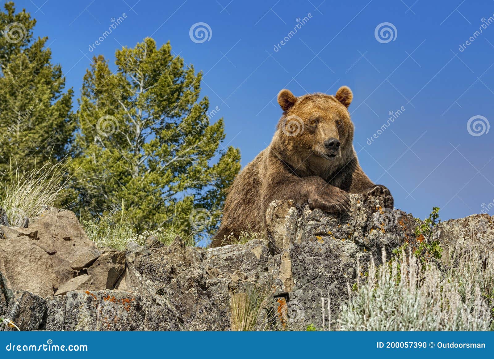 grizzly bear on montana ridge