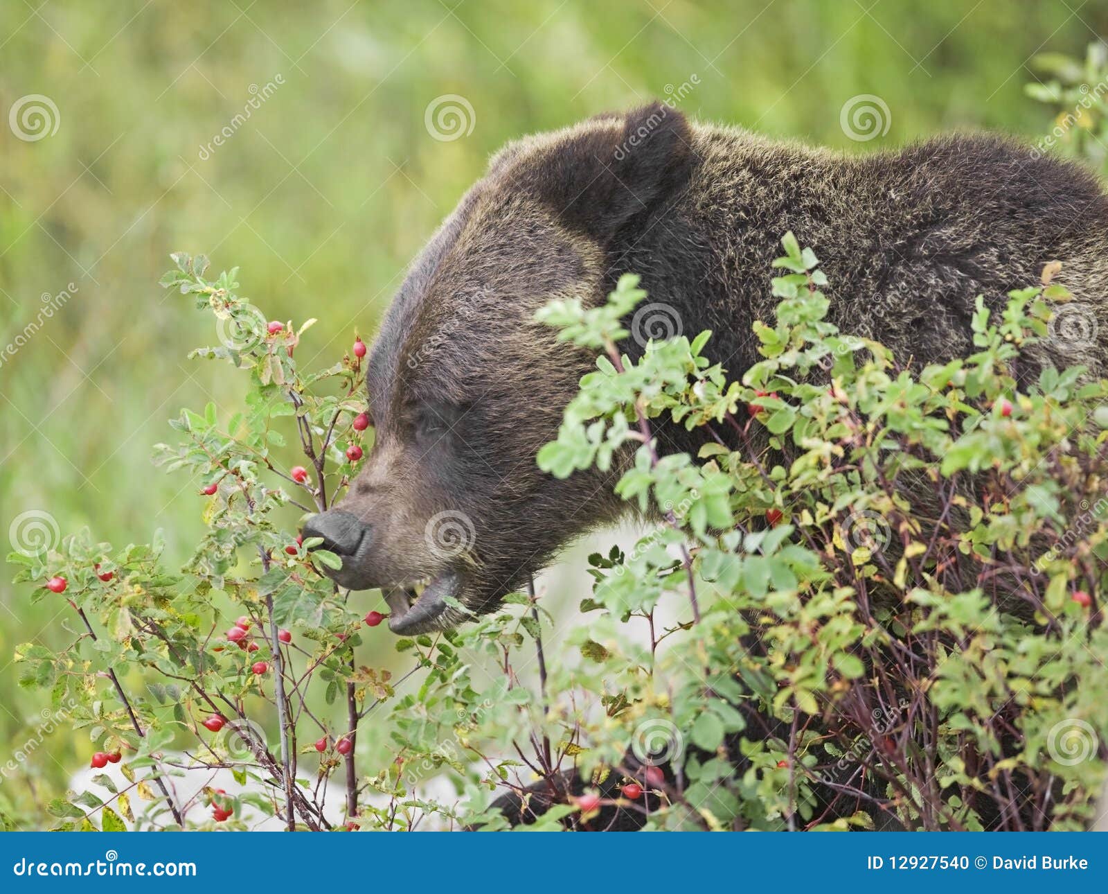 Grizzly Bear Eating Rose Hip Food Stock Photo Image of wildlife