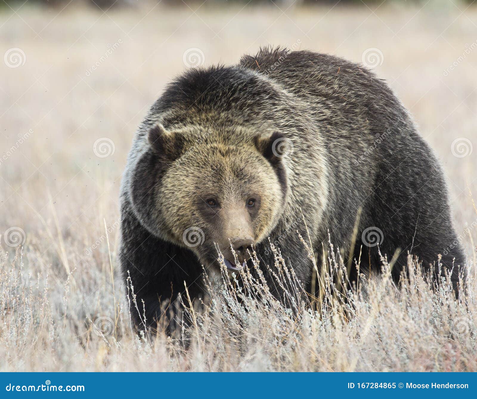 grizzly bear in sagebrush meadow stock image