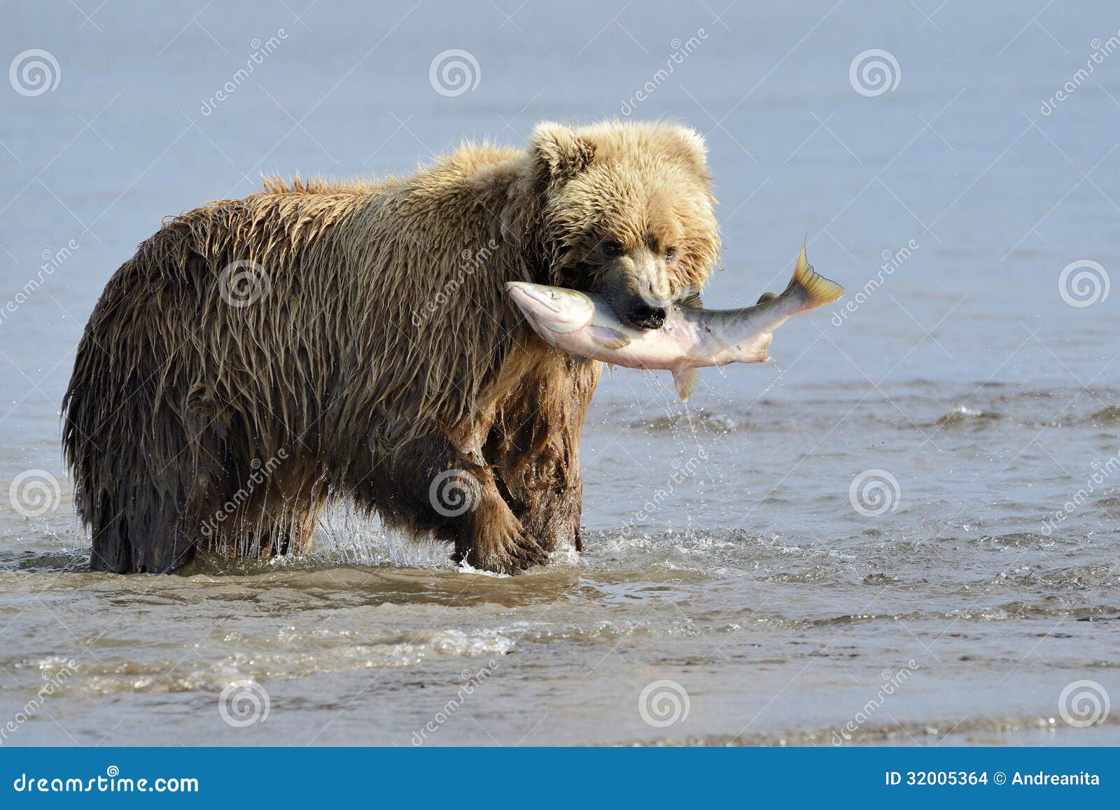 grizzly bear