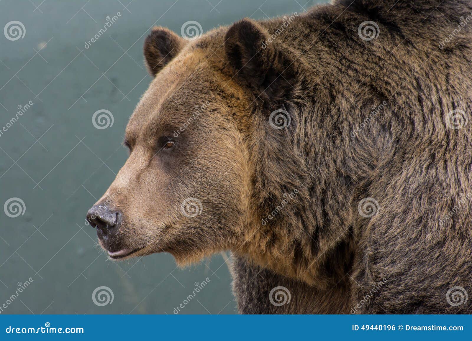 grizzly bear