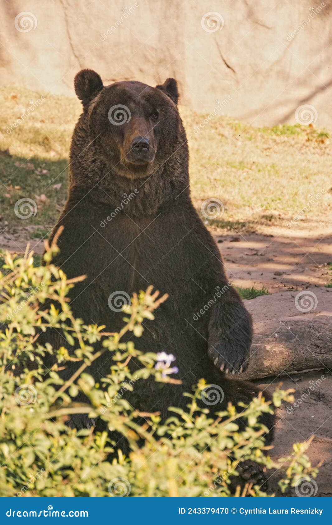 grizzly bear sitting