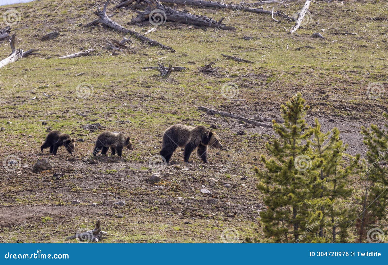 Grizzly Bear Sow and Cubs in Yellowstone National Park Stock Photo ...
