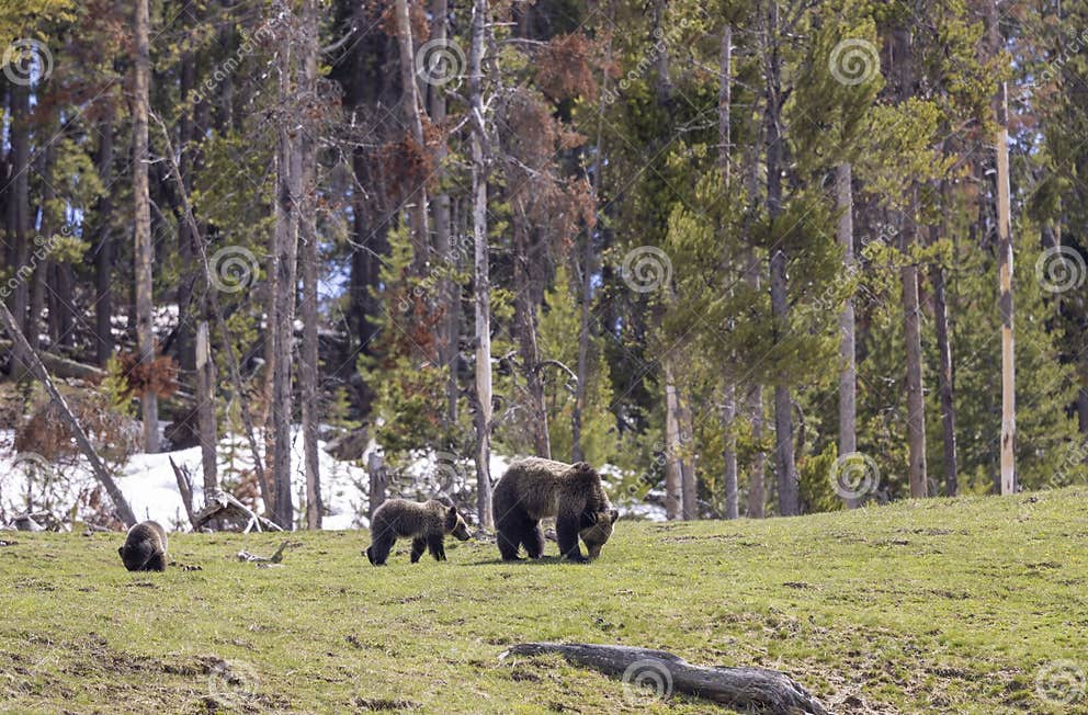 Grizzly Bear Sow and Cubs in Yellowstone National Park Wyoming Stock ...