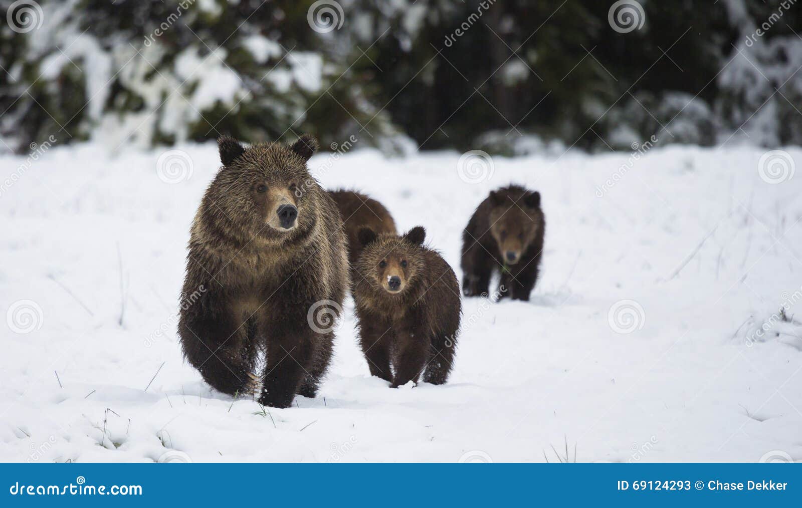 Grizzly Bear In Yellowstone National Park Royalty-Free Stock ...