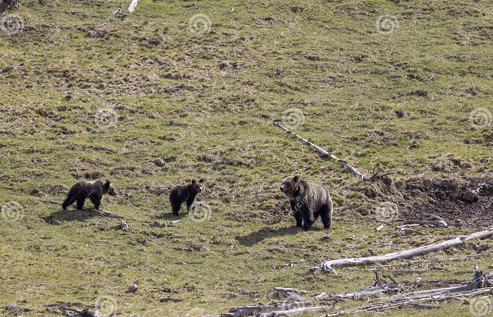 Grizzly Bear Sow and Cubs in Spring in Yellowstone National Park ...