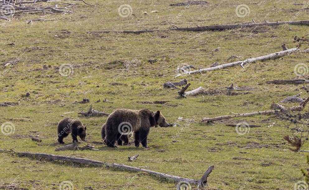 Grizzly Bear Sow and Cubs in Yellowstone National Park in Springtime ...