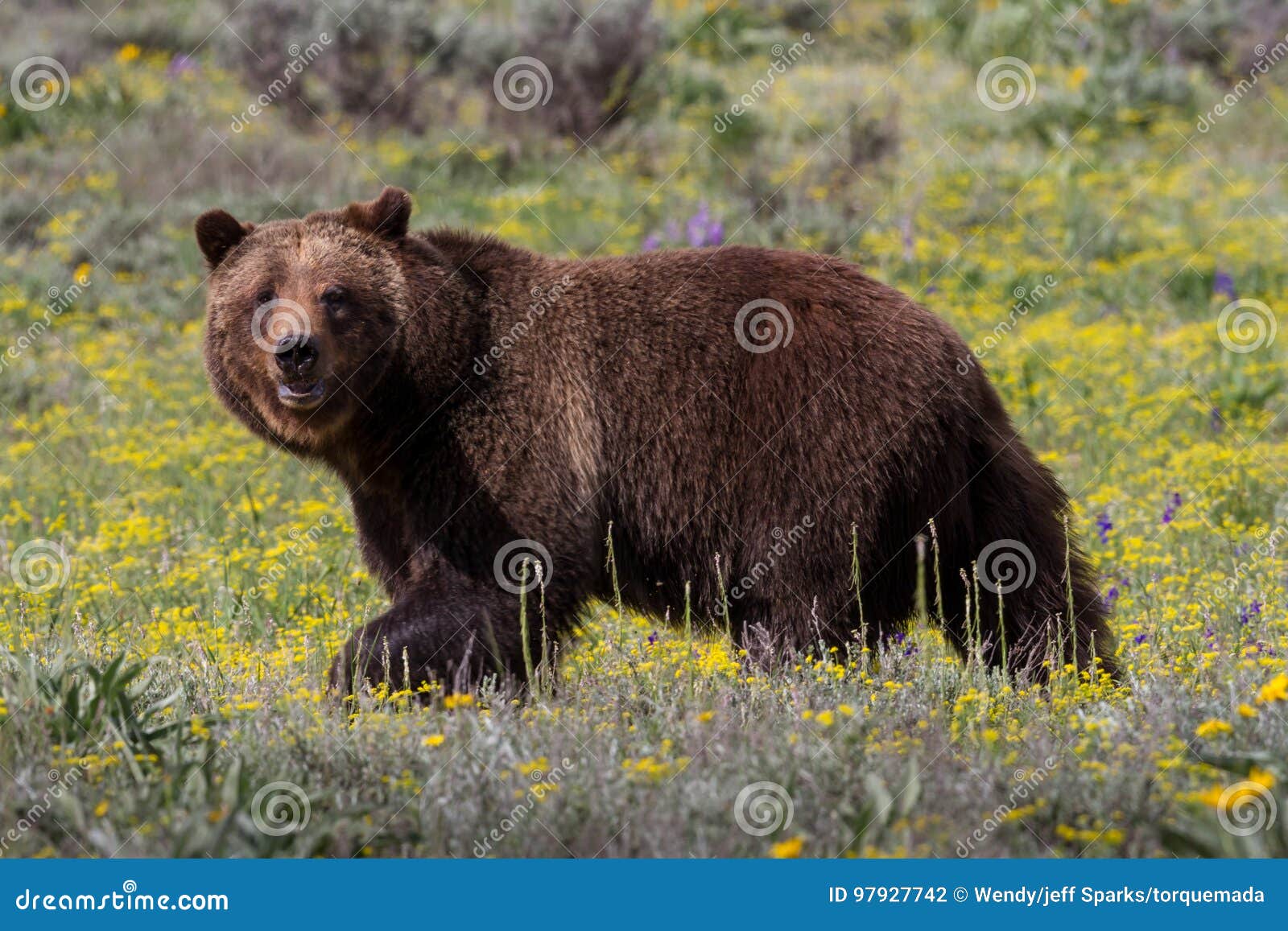 grizzly bear in spring meadow