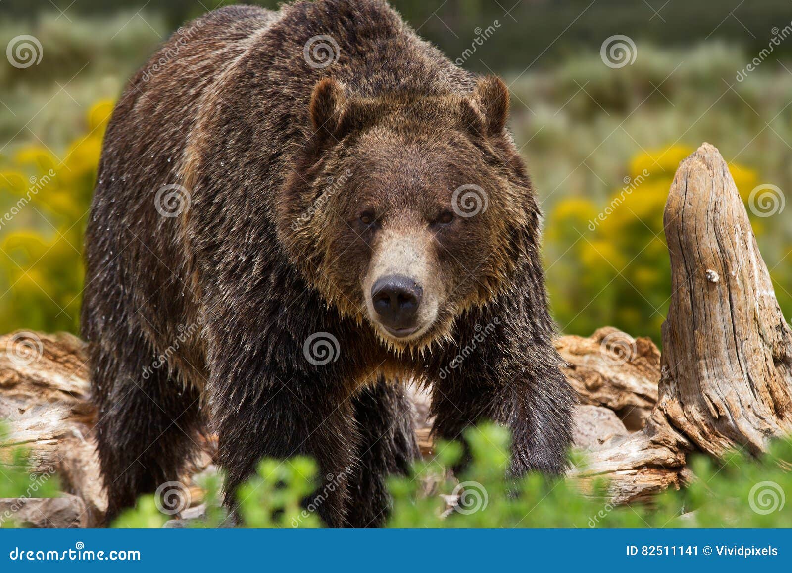 grizzly bear in yellowstone national park