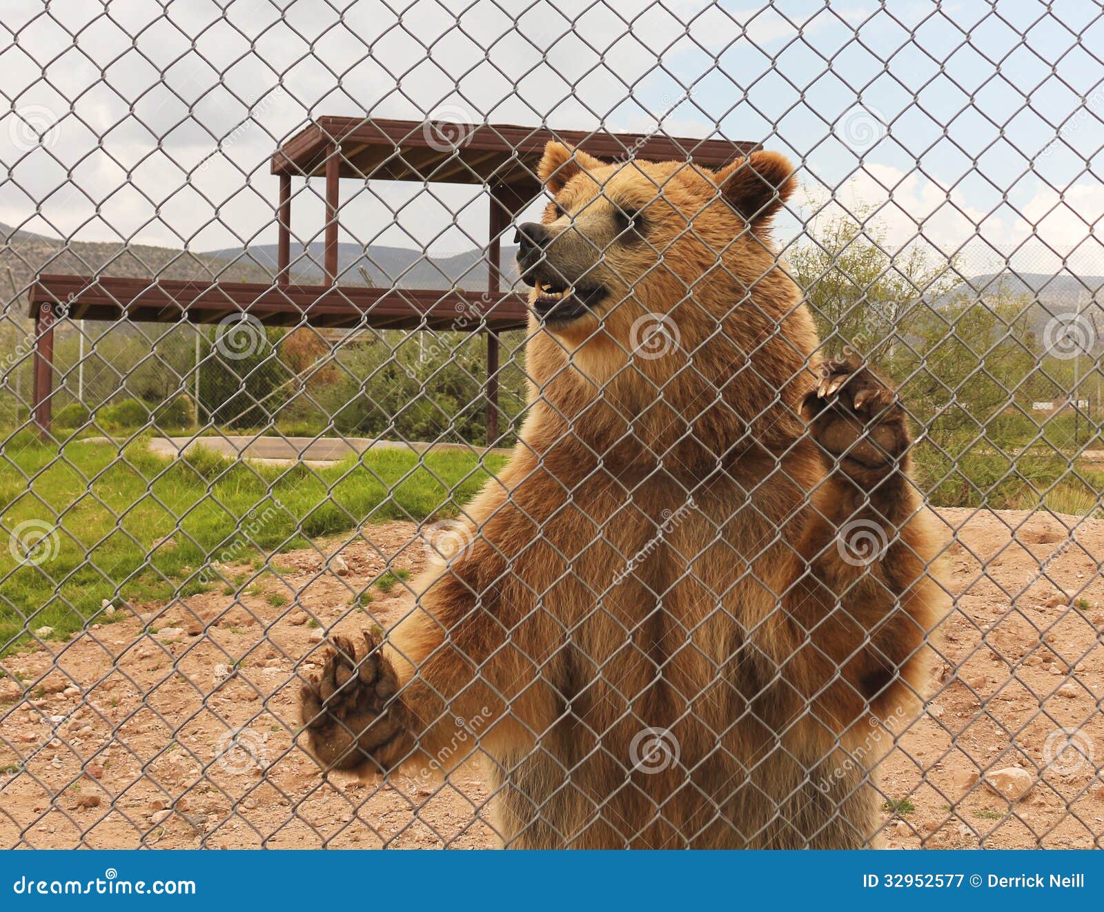 Grizzly bear at San Antonio Texas zoo dangerous animal mean Stock Photo -  Alamy