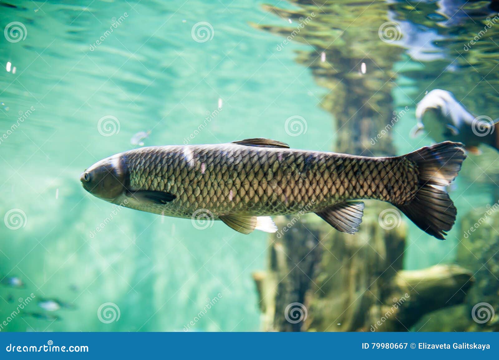 Grosse Fische Im Aquarium Stockbild Bild Von Aquarium